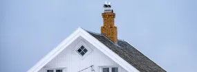 Chimney Nest Removal Castlewood, Highland Village